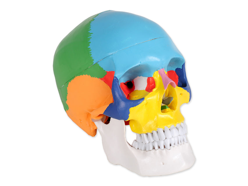 MODELLO CRANIO LINEA "VALUE" - 1X - 3 parti - colorato