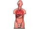 TORSO DUAL SEX - 25 parti