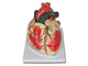 MODELLO CUORE LINEA "VALUE" - 3 parti - 3X