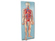 MODELLO SISTEMA CARDIOVASCOLARE