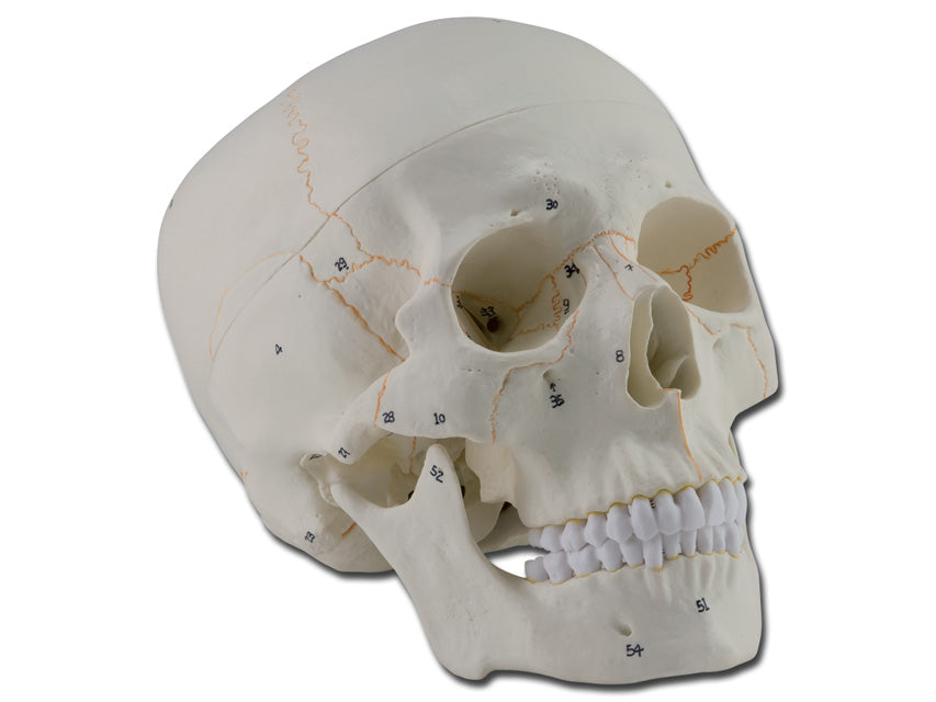 MODELLO CRANIO - 1X - 3 parti - numerato