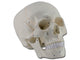MODELLO CRANIO - 1X - 3 parti - numerato