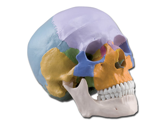 MODELLO CRANIO - 1X - 3 parti - colorato