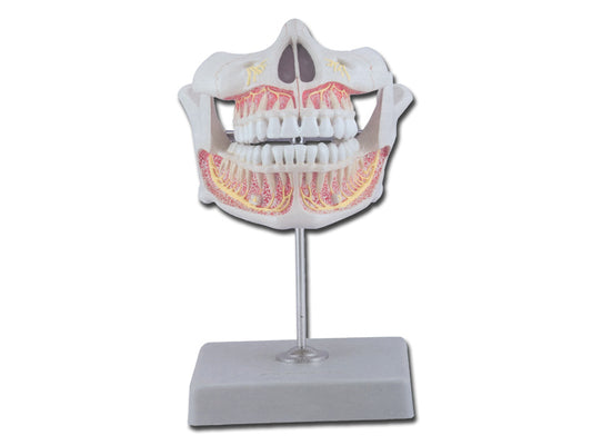 DENTATURA PERMANENTE